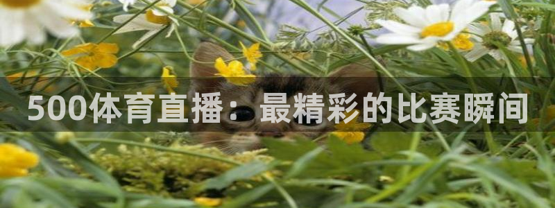 500体育直播：最精彩的比赛瞬间
