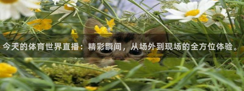 今天的体育世界直播：精彩瞬间，从场外到现场的全方位体验。